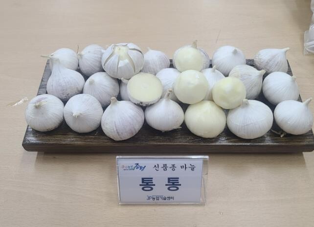 증평군, 신품종 마늘