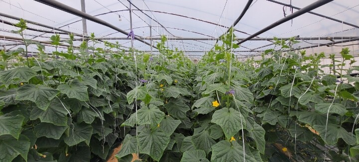 순천시, 지역 대표 농산물 “순천 오...