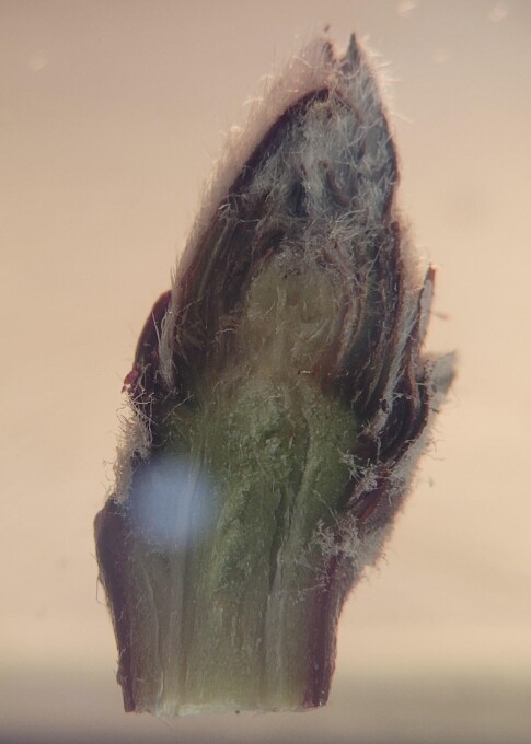 경상남도농업기술원, 사과 수확량 좌우...