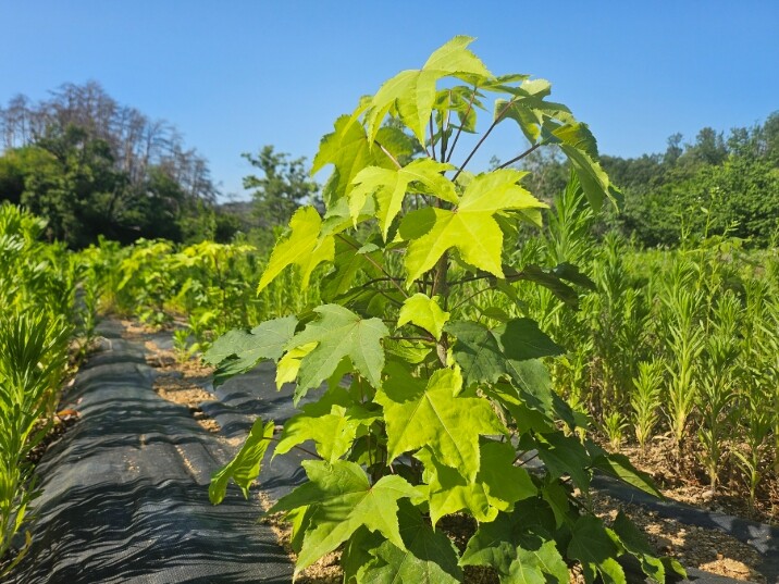 울진군 “음나무·초피나무 심고 소득 ...