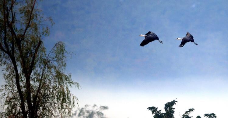 순천만 중심 ‘남해안 흑두루미 벨트’...